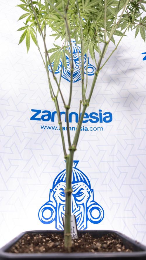 Tropicana Cookies #2 - Zamnesia x B&B. Week 9 - Tropicana Cookies #2 - 2nd+ Week Bloom - Topping x16