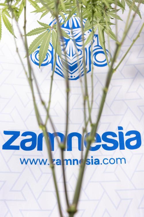 Tropicana Cookies #2 - Zamnesia x B&B. Week 9 - Tropicana Cookies #2 - 2nd+ Week Bloom - Topping x16