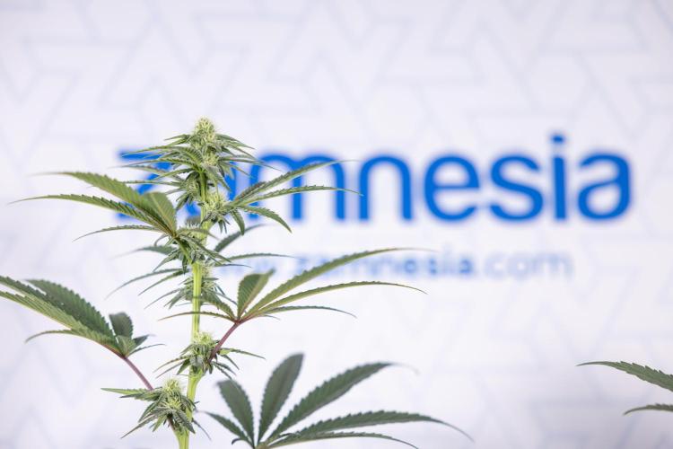 Tropicana Cookies #2 - Zamnesia x B&B. Week 9 - Tropicana Cookies #2 - 2nd+ Week Bloom - Topping x16