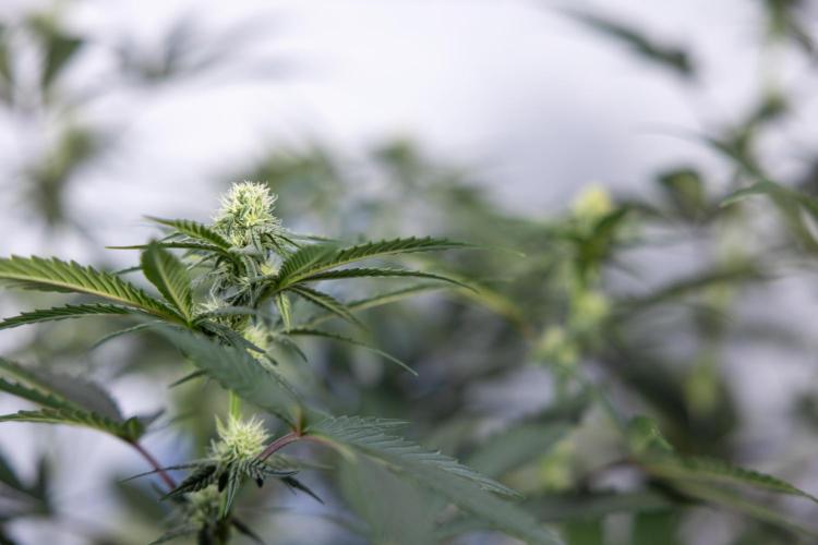 Tropicana Cookies #2 - Zamnesia x B&B. Week 9 - Tropicana Cookies #2 - 2nd+ Week Bloom - Topping x16