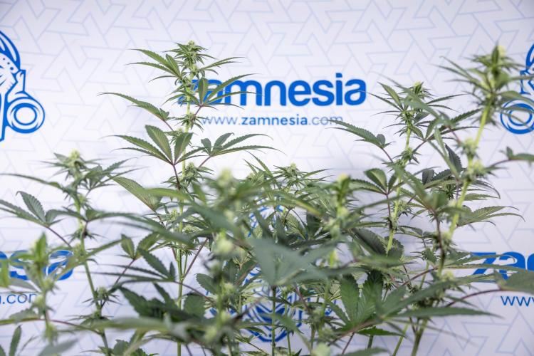 Tropicana Cookies #2 - Zamnesia x B&B. Week 9 - Tropicana Cookies #2 - 2nd+ Week Bloom - Topping x16