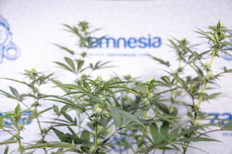 Tropicana Cookies #2 - Zamnesia x B&B. Week 9 - Tropicana Cookies #2 - 2nd+ Week Bloom - Topping x16