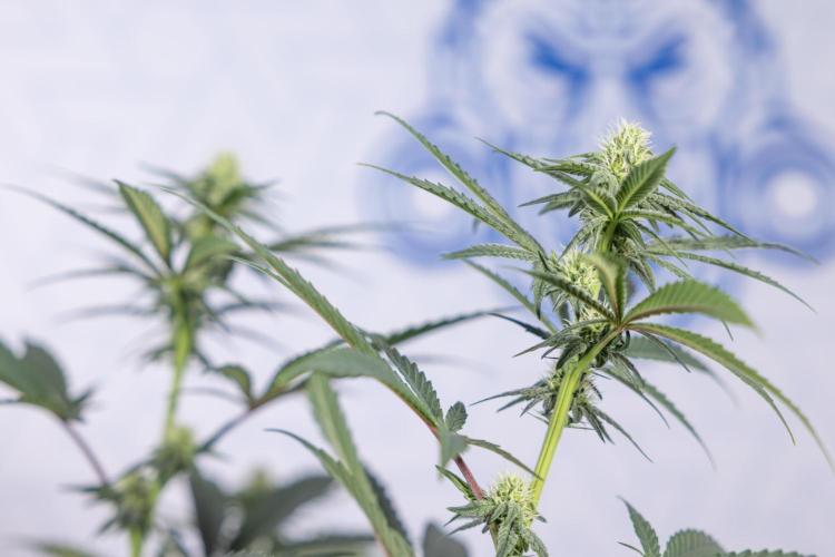 Tropicana Cookies #2 - Zamnesia x B&B. Week 9 - Tropicana Cookies #2 - 2nd+ Week Bloom - Topping x16