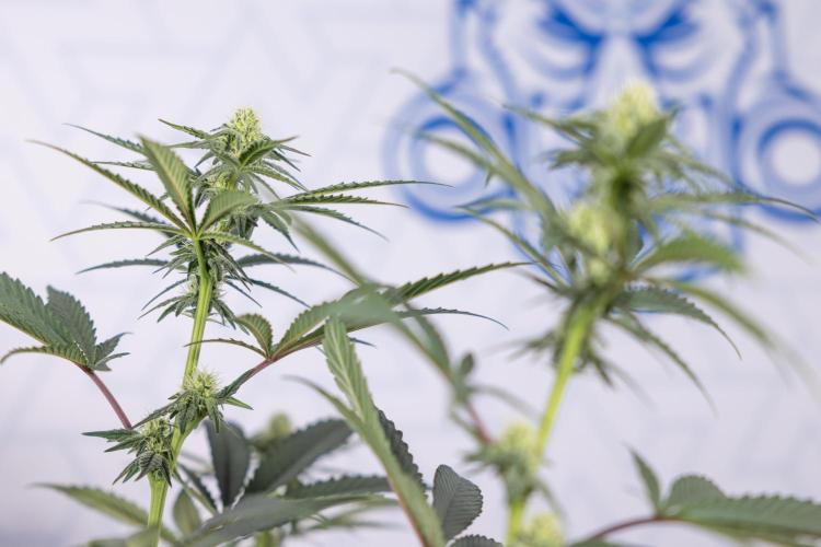 Tropicana Cookies #2 - Zamnesia x B&B. Week 9 - Tropicana Cookies #2 - 2nd+ Week Bloom - Topping x16