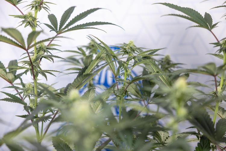 Tropicana Cookies #2 - Zamnesia x B&B. Week 9 - Tropicana Cookies #2 - 2nd+ Week Bloom - Topping x16