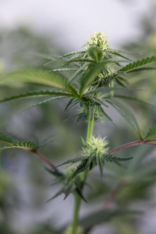 Tropicana Cookies #2 - Zamnesia x B&B. Week 9 - Tropicana Cookies #2 - 2nd+ Week Bloom - Topping x16