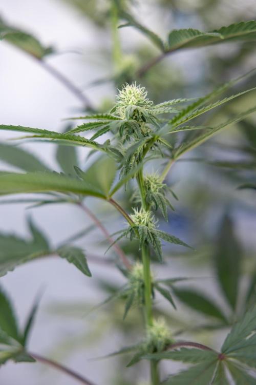 Tropicana Cookies #2 - Zamnesia x B&B. Week 9 - Tropicana Cookies #2 - 2nd+ Week Bloom - Topping x16