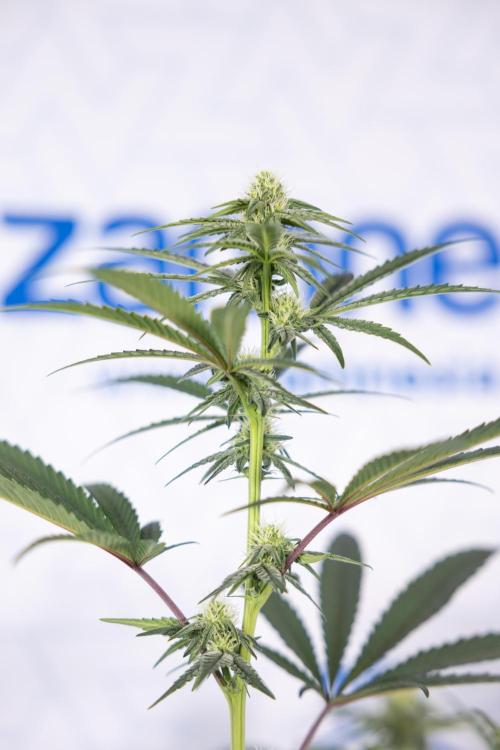 Tropicana Cookies #2 - Zamnesia x B&B. Week 9 - Tropicana Cookies #2 - 2nd+ Week Bloom - Topping x16