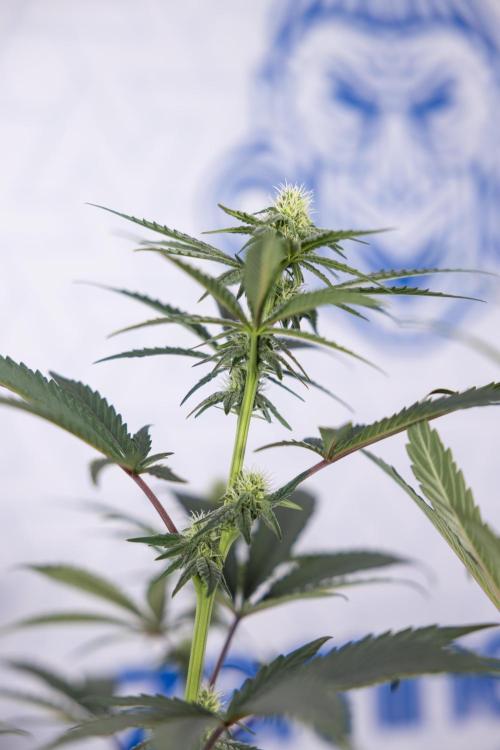 Tropicana Cookies #2 - Zamnesia x B&B. Week 9 - Tropicana Cookies #2 - 2nd+ Week Bloom - Topping x16