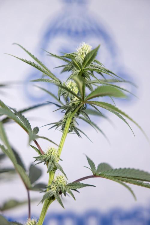 Tropicana Cookies #2 - Zamnesia x B&B. Week 9 - Tropicana Cookies #2 - 2nd+ Week Bloom - Topping x16