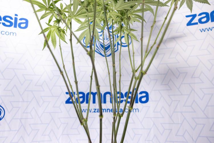 Tropicana Cookies #2 - Zamnesia x B&B. Week 9 - Tropicana Cookies #2 - 2nd+ Week Bloom - Topping x16