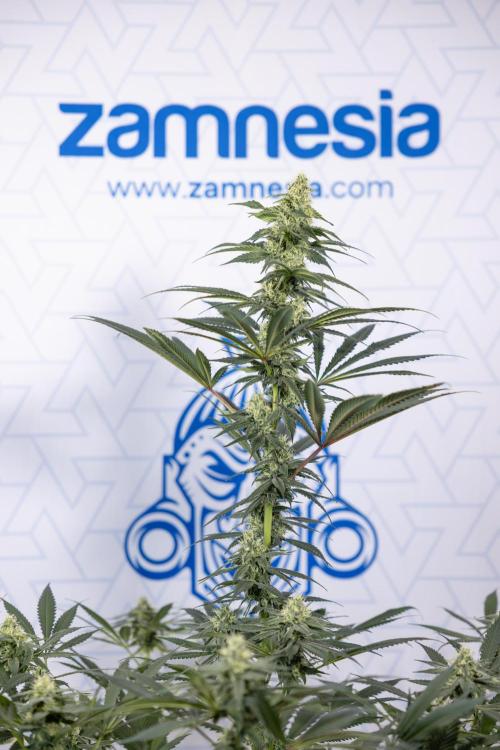 Tropicana Cookies #1 - Zamnesia x B&B. Week 7 - Tropicana Cookies #1 - 5th Week Bloom - No Techniques