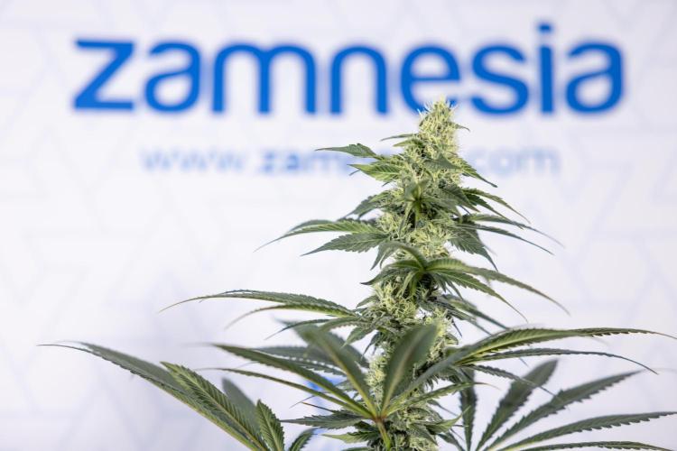 Tropicana Cookies #1 - Zamnesia x B&B. Week 7 - Tropicana Cookies #1 - 5th Week Bloom - No Techniques