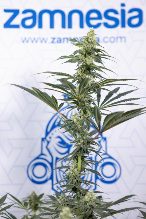 Tropicana Cookies #1 - Zamnesia x B&B. Week 7 - Tropicana Cookies #1 - 5th Week Bloom - No Techniques