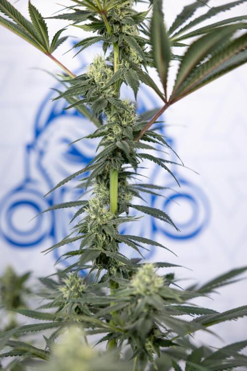 Tropicana Cookies #1 - Zamnesia x B&B. Week 7 - Tropicana Cookies #1 - 5th Week Bloom - No Techniques