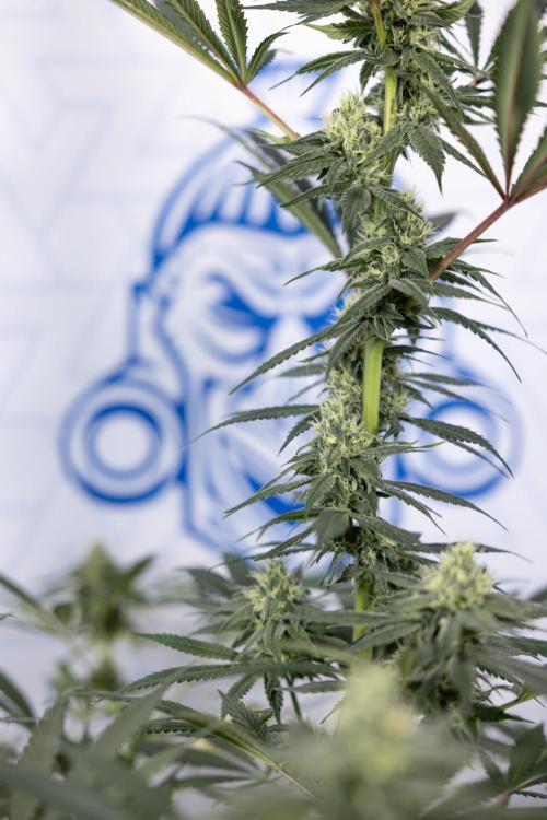 Tropicana Cookies #1 - Zamnesia x B&B. Week 7 - Tropicana Cookies #1 - 5th Week Bloom - No Techniques