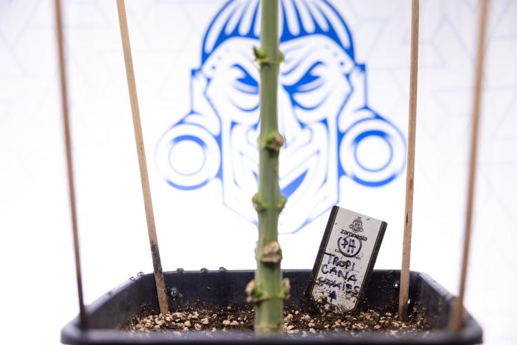 Tropicana Cookies #1 - Zamnesia x B&B. Week 7 - Tropicana Cookies #1 - 5th Week Bloom - No Techniques