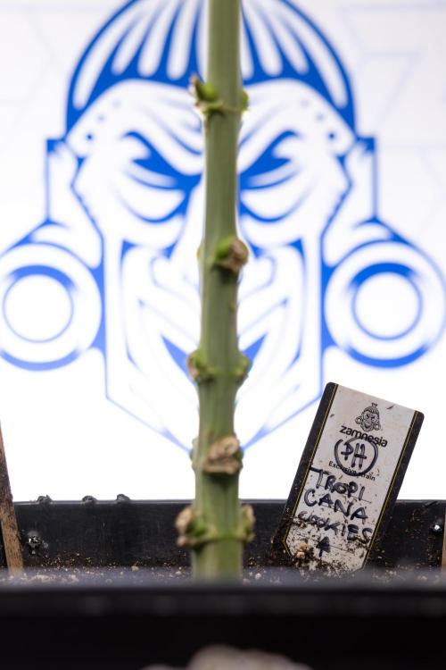 Tropicana Cookies #1 - Zamnesia x B&B. Week 7 - Tropicana Cookies #1 - 5th Week Bloom - No Techniques