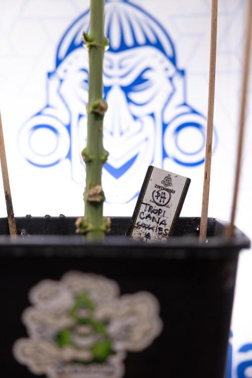 Tropicana Cookies #1 - Zamnesia x B&B. Week 7 - Tropicana Cookies #1 - 5th Week Bloom - No Techniques