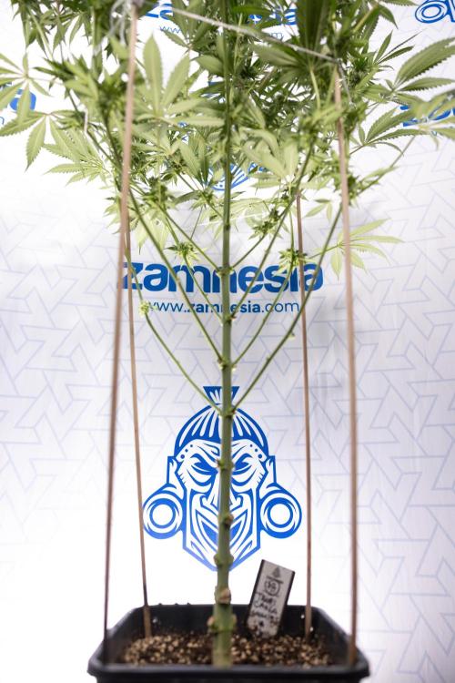 Tropicana Cookies #1 - Zamnesia x B&B. Week 7 - Tropicana Cookies #1 - 5th Week Bloom - No Techniques