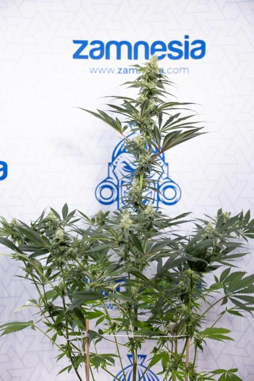 Tropicana Cookies #1 - Zamnesia x B&B. Week 7 - Tropicana Cookies #1 - 5th Week Bloom - No Techniques