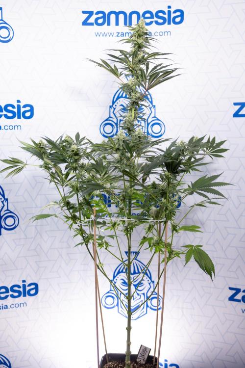 Tropicana Cookies #1 - Zamnesia x B&B. Week 7 - Tropicana Cookies #1 - 5th Week Bloom - No Techniques