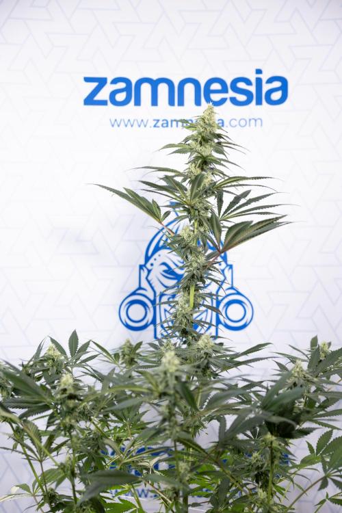 Tropicana Cookies #1 - Zamnesia x B&B. Week 7 - Tropicana Cookies #1 - 5th Week Bloom - No Techniques