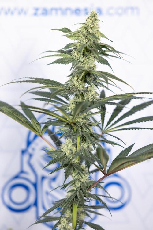 Tropicana Cookies #1 - Zamnesia x B&B. Week 7 - Tropicana Cookies #1 - 5th Week Bloom - No Techniques