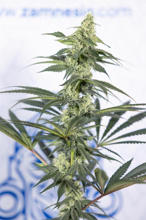 Tropicana Cookies #1 - Zamnesia x B&B. Week 7 - Tropicana Cookies #1 - 5th Week Bloom - No Techniques