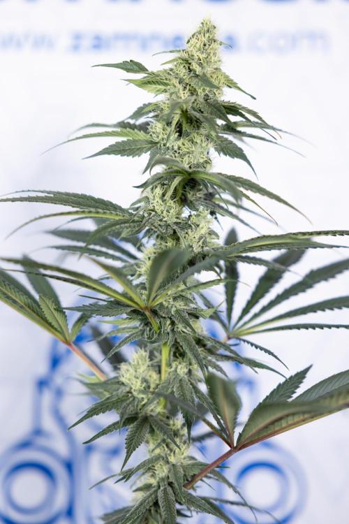 Tropicana Cookies #1 - Zamnesia x B&B. Week 7 - Tropicana Cookies #1 - 5th Week Bloom - No Techniques