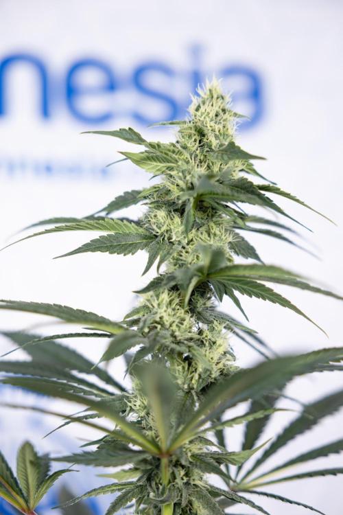 Tropicana Cookies #1 - Zamnesia x B&B. Week 7 - Tropicana Cookies #1 - 5th Week Bloom - No Techniques