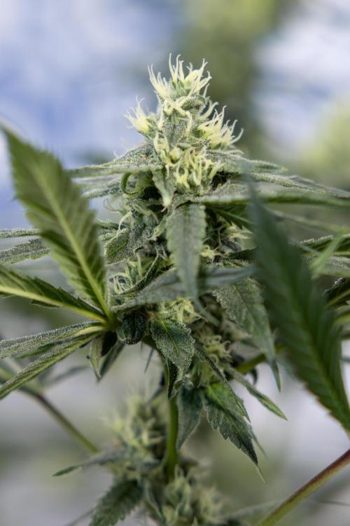 Tropicana Cookies #1 - Zamnesia x B&B. Week 7 - Tropicana Cookies #1 - 5th Week Bloom - No Techniques