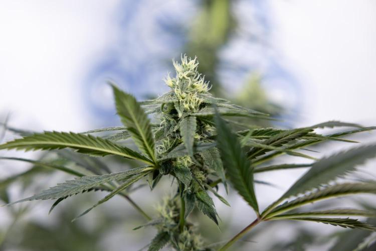 Tropicana Cookies #1 - Zamnesia x B&B. Week 7 - Tropicana Cookies #1 - 5th Week Bloom - No Techniques