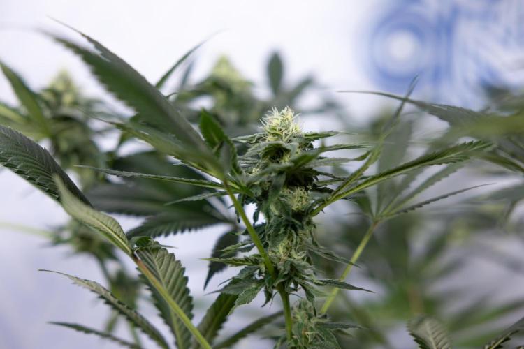 Tropicana Cookies #1 - Zamnesia x B&B. Week 7 - Tropicana Cookies #1 - 5th Week Bloom - No Techniques