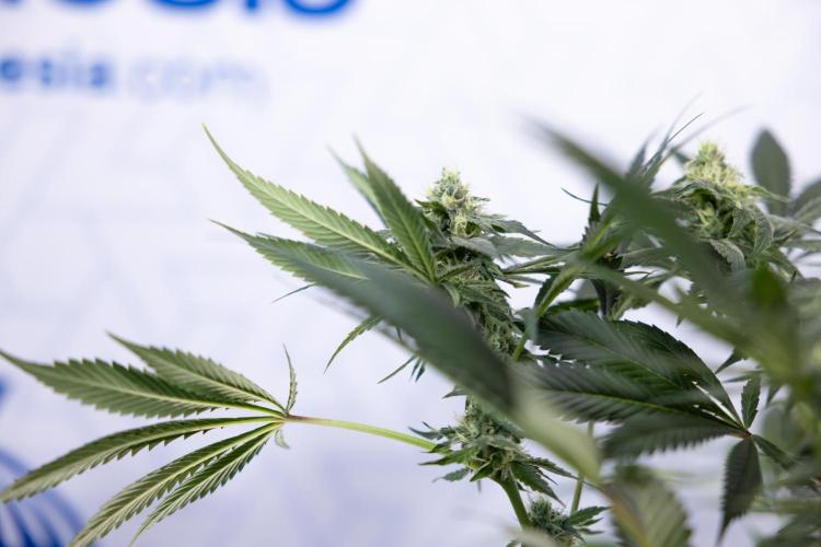 Tropicana Cookies #1 - Zamnesia x B&B. Week 7 - Tropicana Cookies #1 - 5th Week Bloom - No Techniques