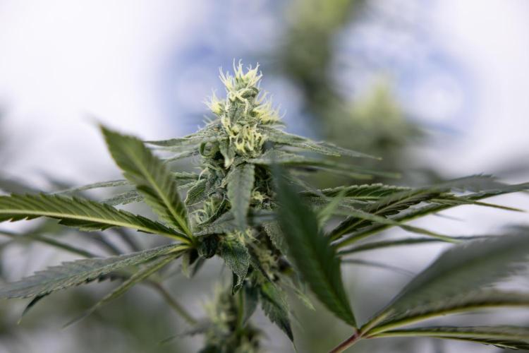 Tropicana Cookies #1 - Zamnesia x B&B. Week 7 - Tropicana Cookies #1 - 5th Week Bloom - No Techniques