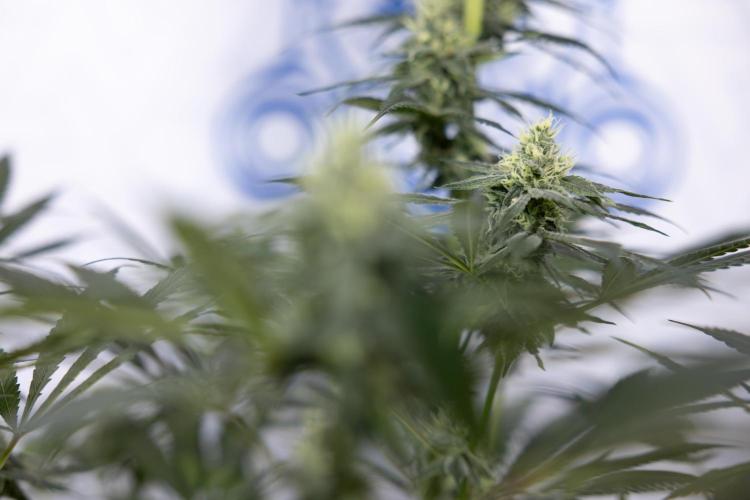 Tropicana Cookies #1 - Zamnesia x B&B. Week 7 - Tropicana Cookies #1 - 5th Week Bloom - No Techniques