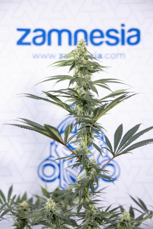 Tropicana Cookies #1 - Zamnesia x B&B. Week 7 - Tropicana Cookies #1 - 5th Week Bloom - No Techniques