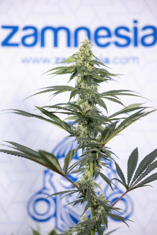 Tropicana Cookies #1 - Zamnesia x B&B. Week 7 - Tropicana Cookies #1 - 5th Week Bloom - No Techniques