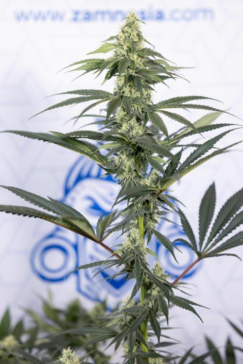 Tropicana Cookies #1 - Zamnesia x B&B. Week 7 - Tropicana Cookies #1 - 5th Week Bloom - No Techniques