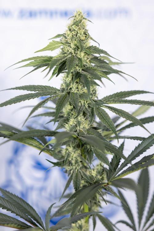 Tropicana Cookies #1 - Zamnesia x B&B. Week 7 - Tropicana Cookies #1 - 5th Week Bloom - No Techniques