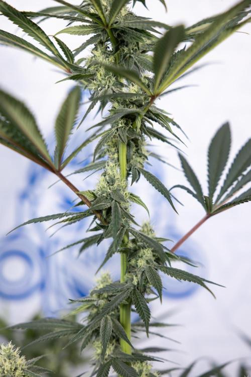 Tropicana Cookies #1 - Zamnesia x B&B. Week 7 - Tropicana Cookies #1 - 5th Week Bloom - No Techniques