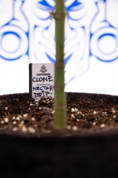 Nectar Drip #5 Clone - Zamnesia x B&B. Week 7
