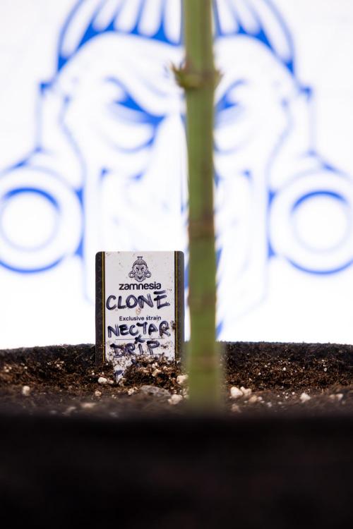 Nectar Drip #5 Clone - Zamnesia x B&B. Week 7 - Nectar Drip #5 - Clone - 2nd Week Bloom