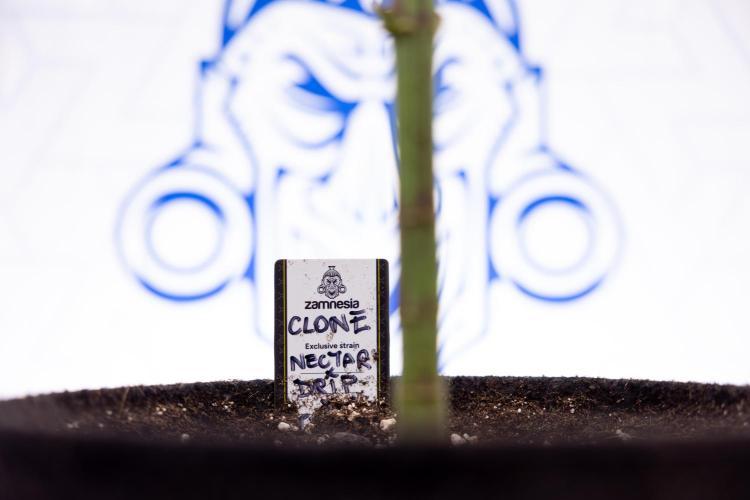 Nectar Drip #5 Clone - Zamnesia x B&B. Week 7 - Nectar Drip #5 - Clone - 2nd Week Bloom
