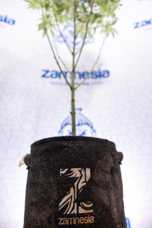 Nectar Drip #5 Clone - Zamnesia x B&B. Week 7 - Nectar Drip #5 - Clone - 2nd Week Bloom