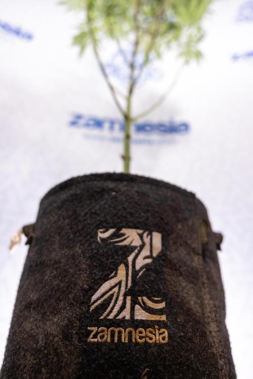 Nectar Drip #5 Clone - Zamnesia x B&B. Week 7 - Nectar Drip #5 - Clone - 2nd Week Bloom