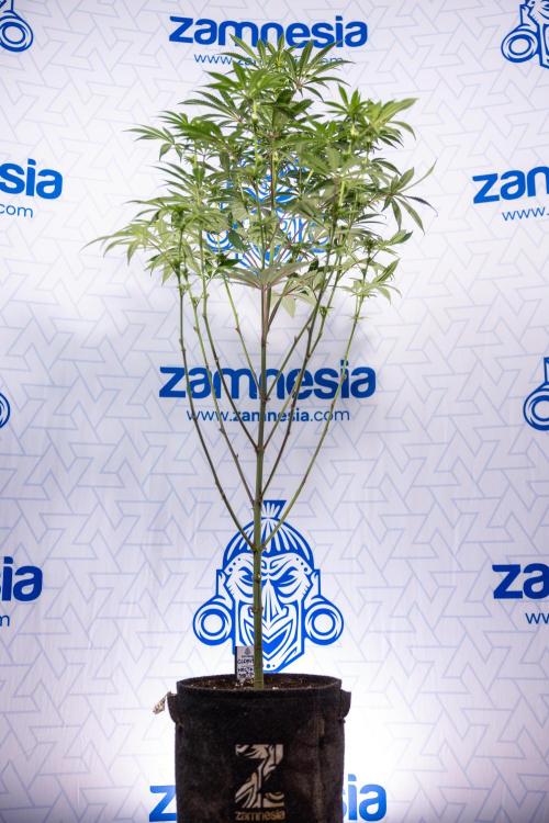 Nectar Drip #5 Clone - Zamnesia x B&B. Week 7 - Nectar Drip #5 - Clone - 2nd Week Bloom