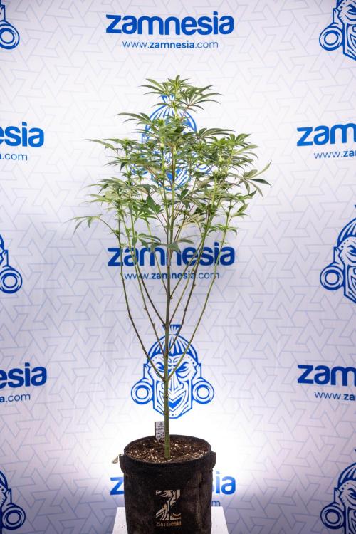 Nectar Drip #5 Clone - Zamnesia x B&B. Week 7 - Nectar Drip #5 - Clone - 2nd Week Bloom