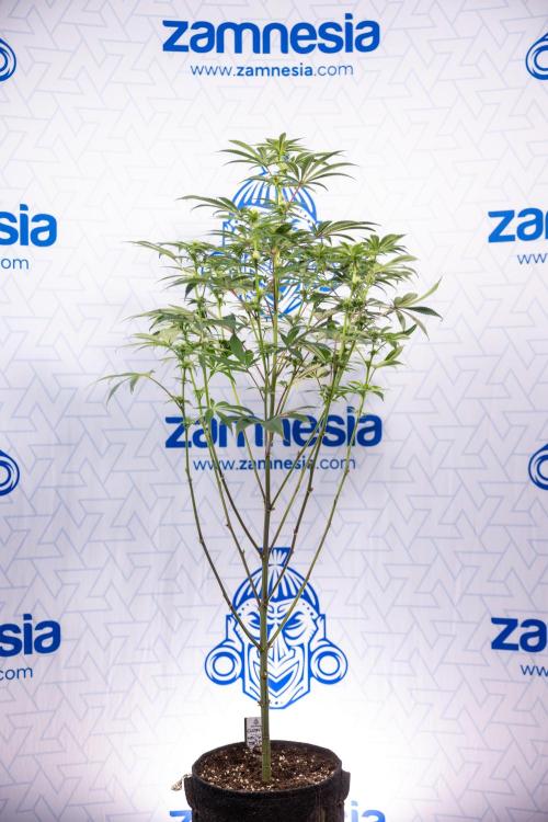 Nectar Drip #5 Clone - Zamnesia x B&B. Week 7 - Nectar Drip #5 - Clone - 2nd Week Bloom